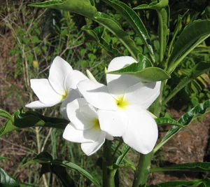 Plumeria pudica — Vintage Green Farms with Tom Piergrossi